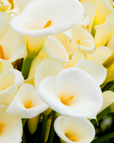 Без бренда «Белые каллы» во Владивостоке