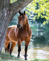 Без бренда «Лошадь у дерева» во Владивостоке