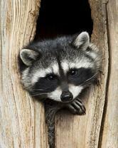 Без бренда «Енот в дупле» во Владивостоке