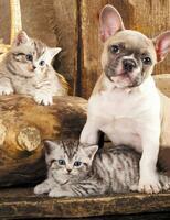Без бренда «Милый щенок французского бульдога и два котёнка» во Владивостоке