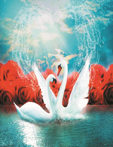 Белые лебеди и большие красные розы