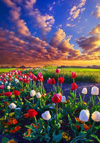 Без бренда «Поле тюльпанов под облачным небом» во Владивостоке